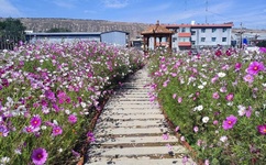 一本道理在线不卡免费